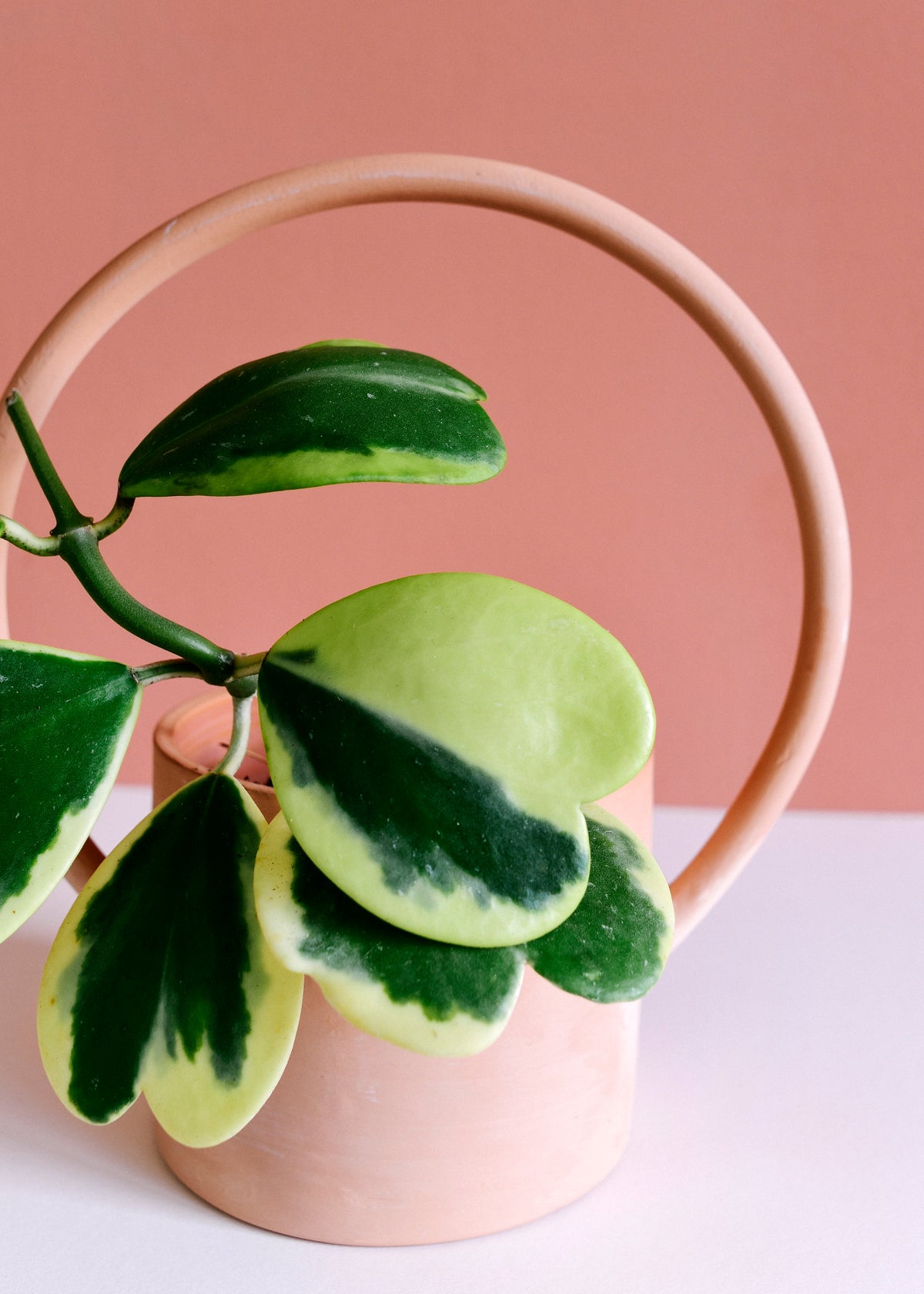 Hoya Kerrii Variegata