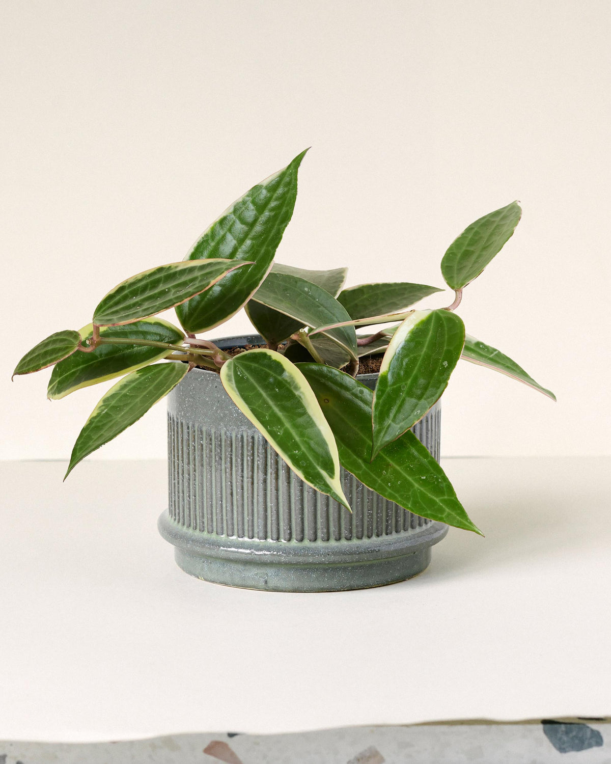 Potted hoya latifolia plant with green leaves in a textured pot on a white surface