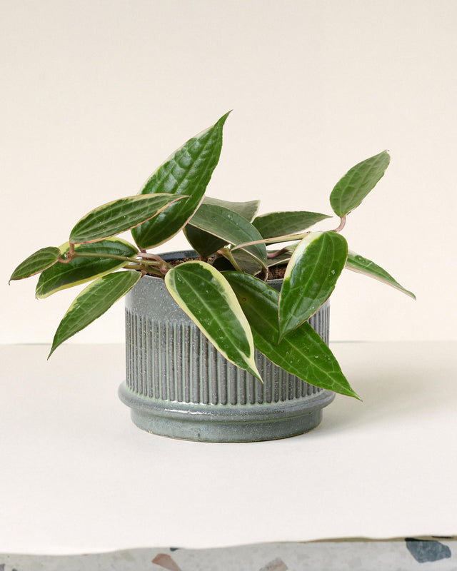 Potted hoya latifolia plant with green leaves in a textured pot on a white surface