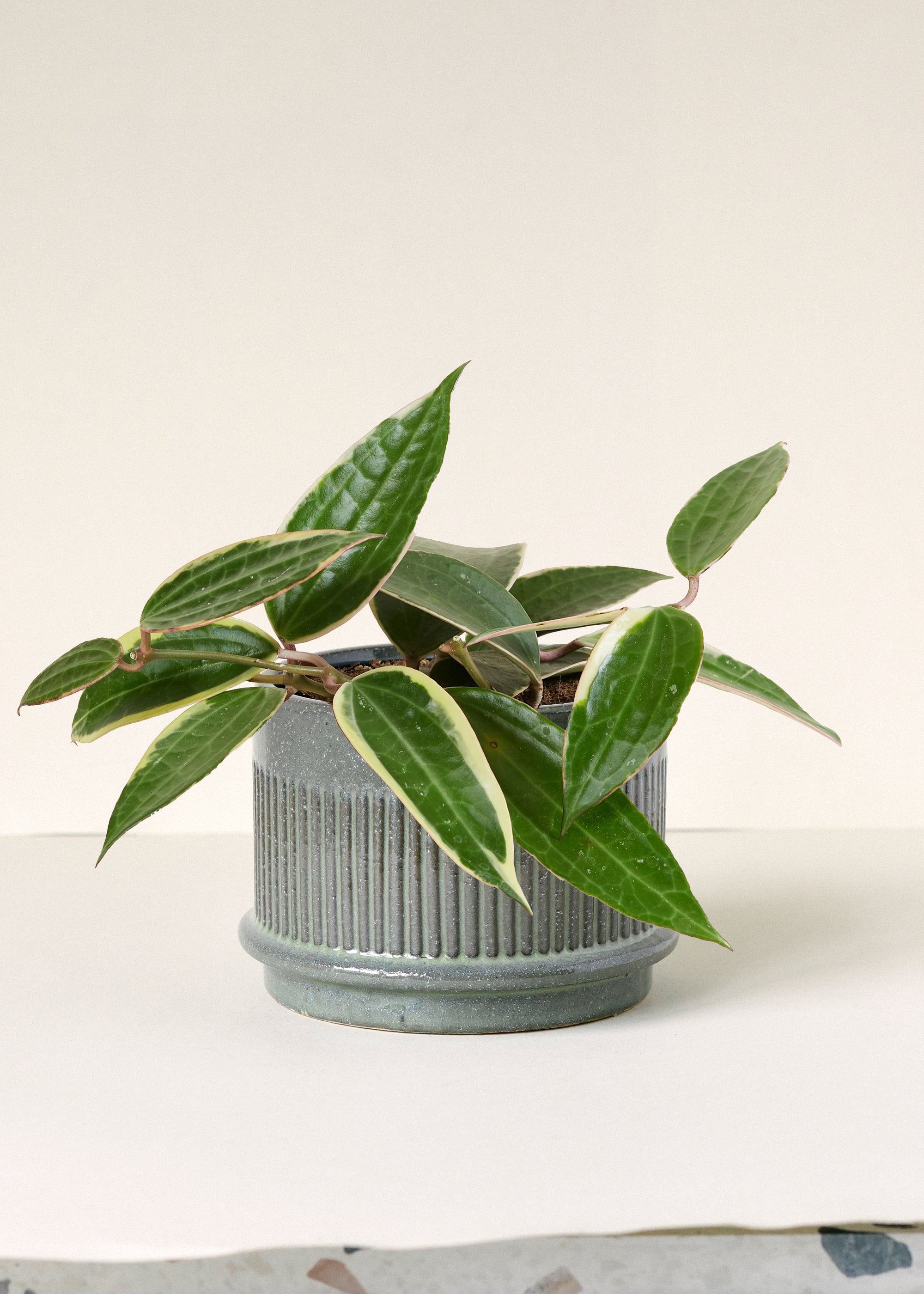 Hoya Plant Set: Hoya Carnosa Tricolor, Wayetii, Latifolia Albomarginata