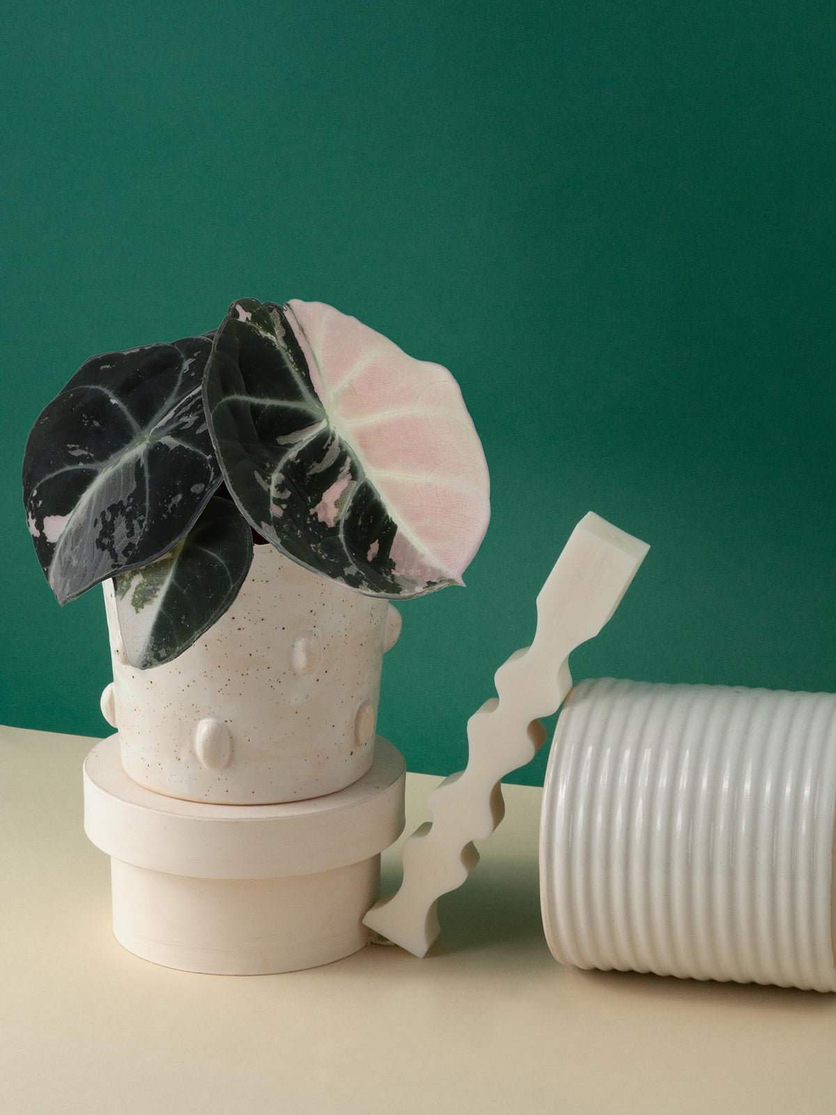 Ceramic plant pot with a rare variegated black velvet pink albo alocasia on a beige surface against a green background