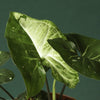 Syngonium Panda Default Title