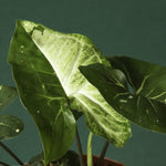 Syngonium Panda Default Title
