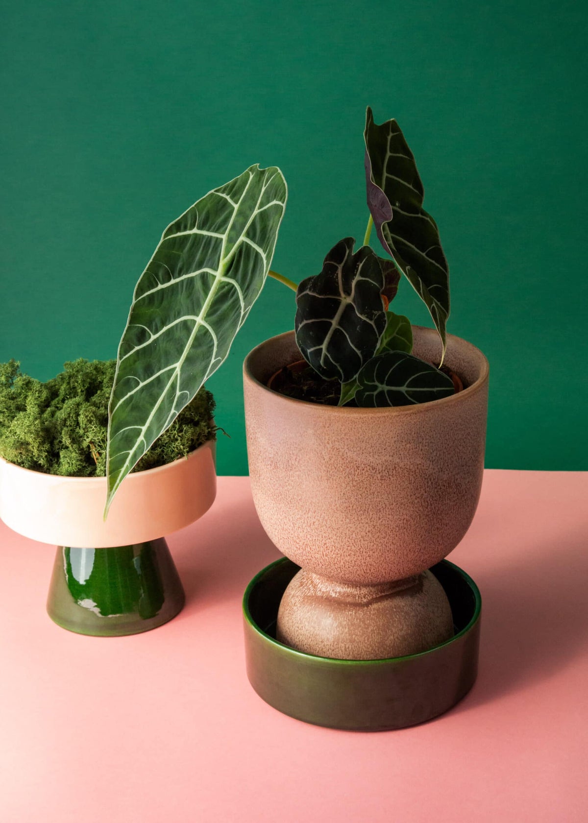 Healthy mature Potted alocasia watsonia plant in decorative pots on a pink surface with a green background