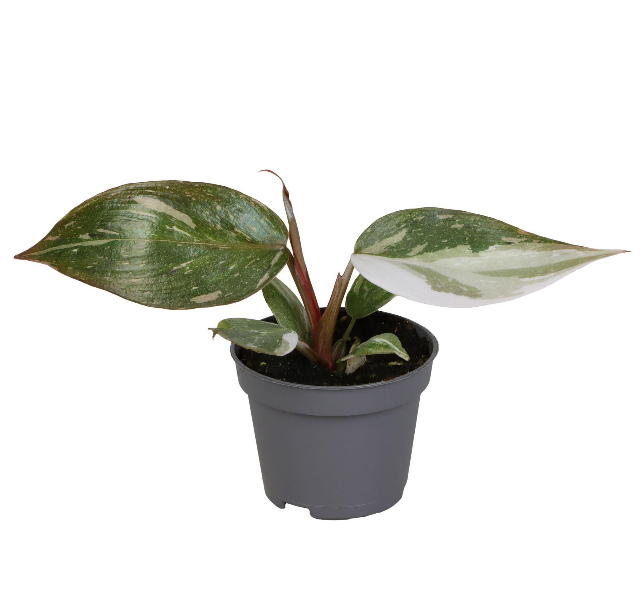 Philodendron 'Red Anderson' Baby