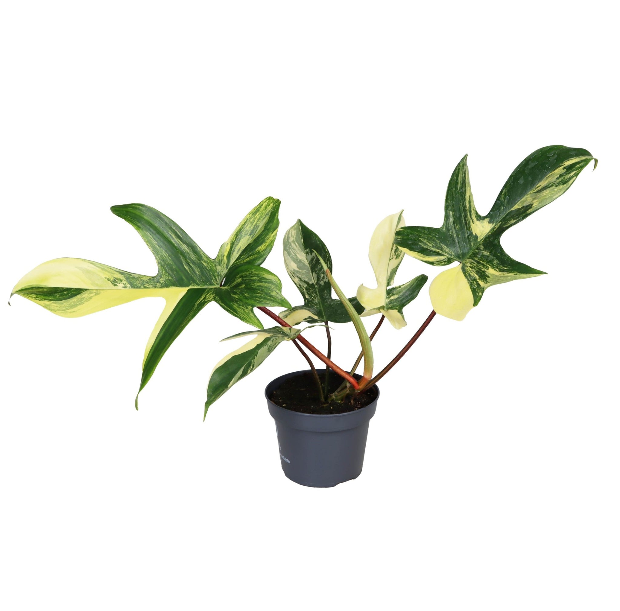 Philodendron Florida Beauty M