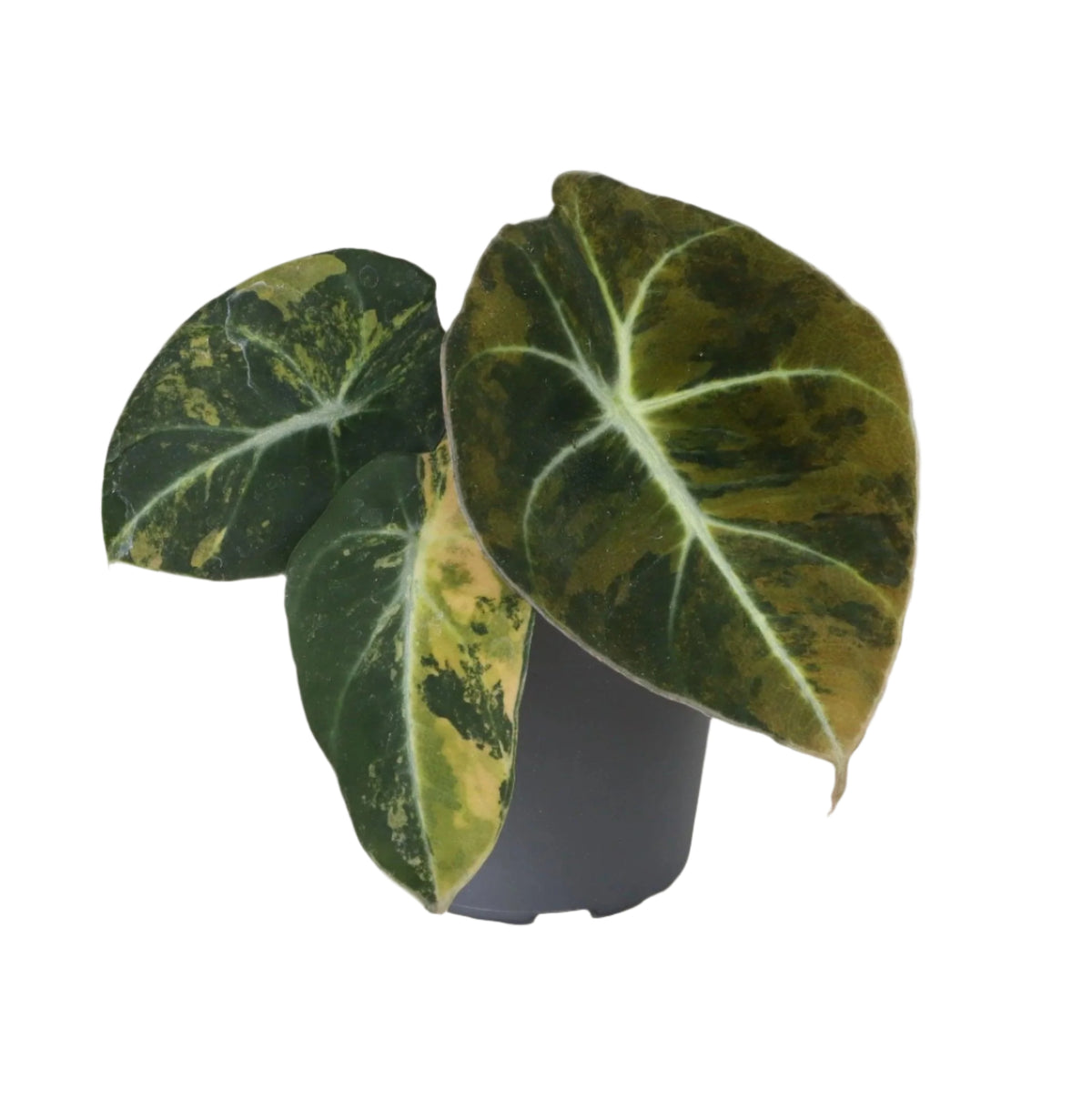Alocasia Black Velvet 'Gold Aurea' Variegated by Plant Circle -  Plant Circle.