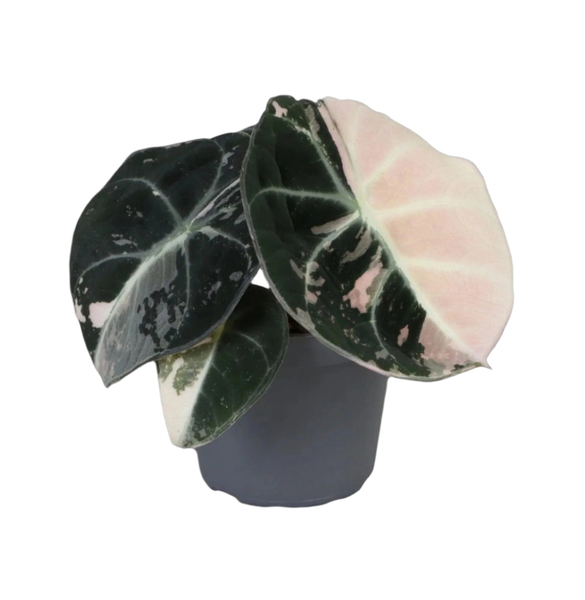 Rare Baby Alocasia Black Velvet Pink Albo Variegated by Plant Circle -  Plant Circle.