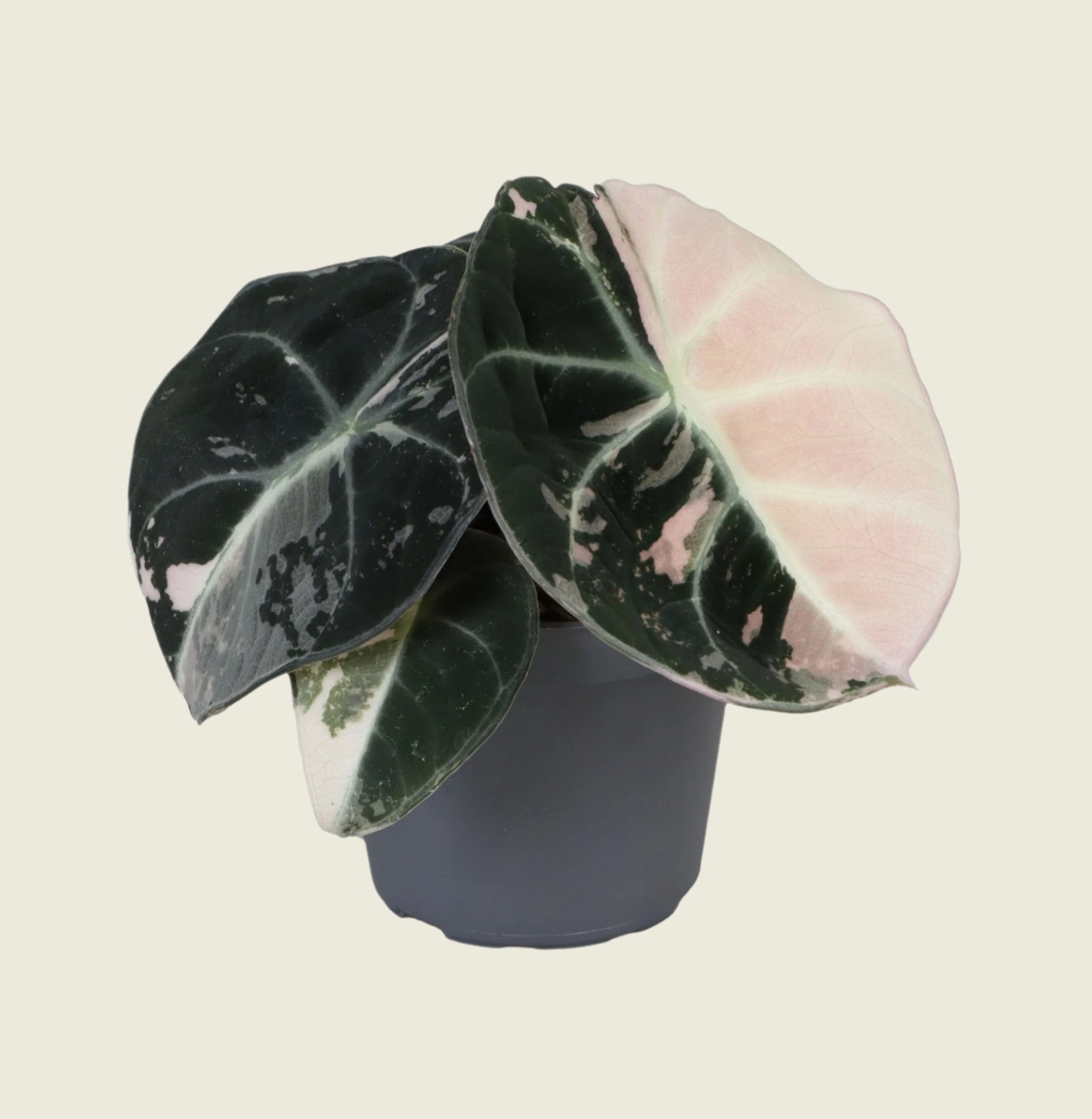 Alocasia Black Velvet Pink Albo Variegated