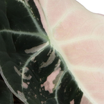 Alocasia Black Velvet Pink Albo Variegated