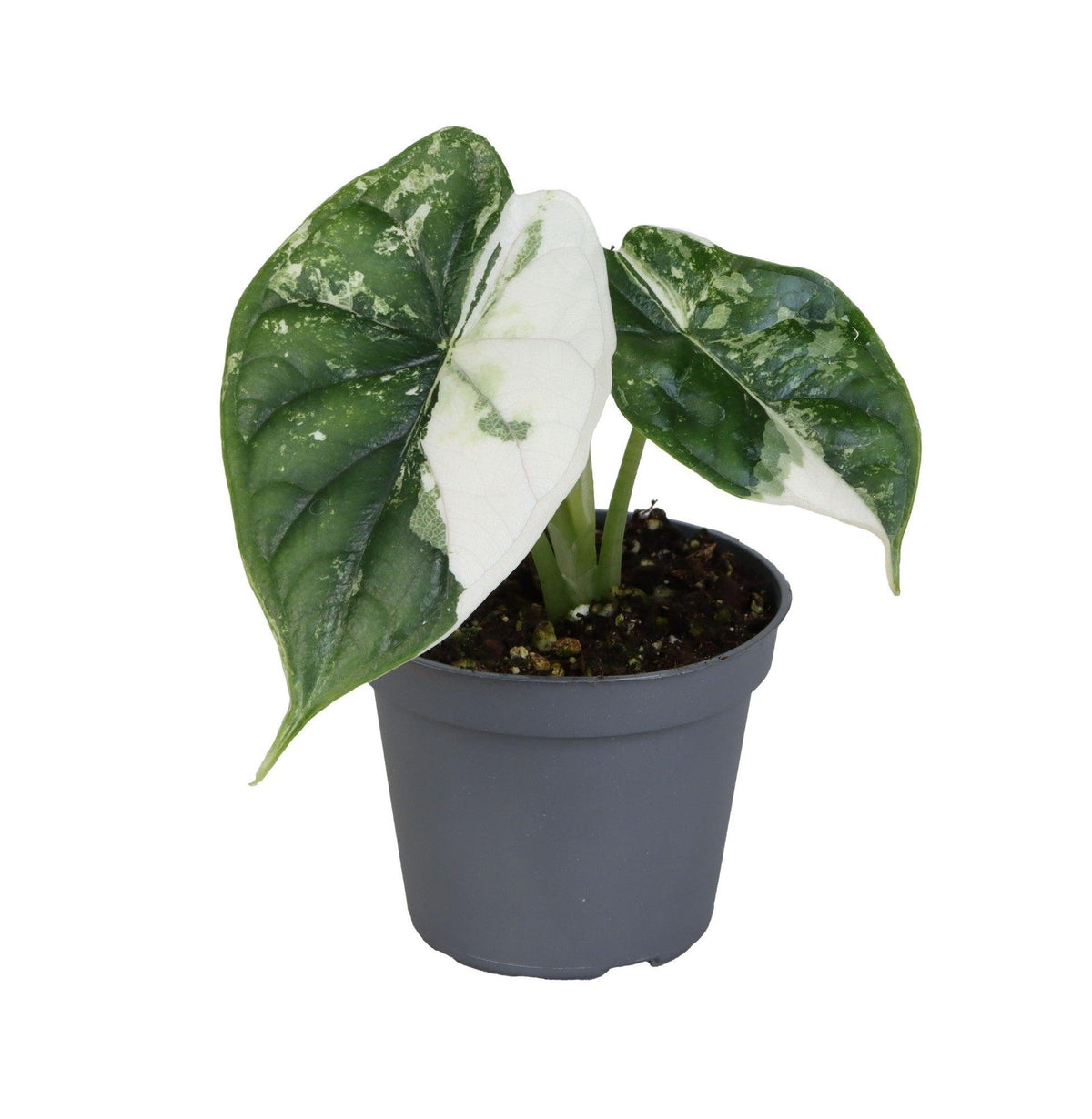 Baby Alocasia baginda ‘Dragon Scale’ Albo in nursery pot with dramatic green and white foliage.
