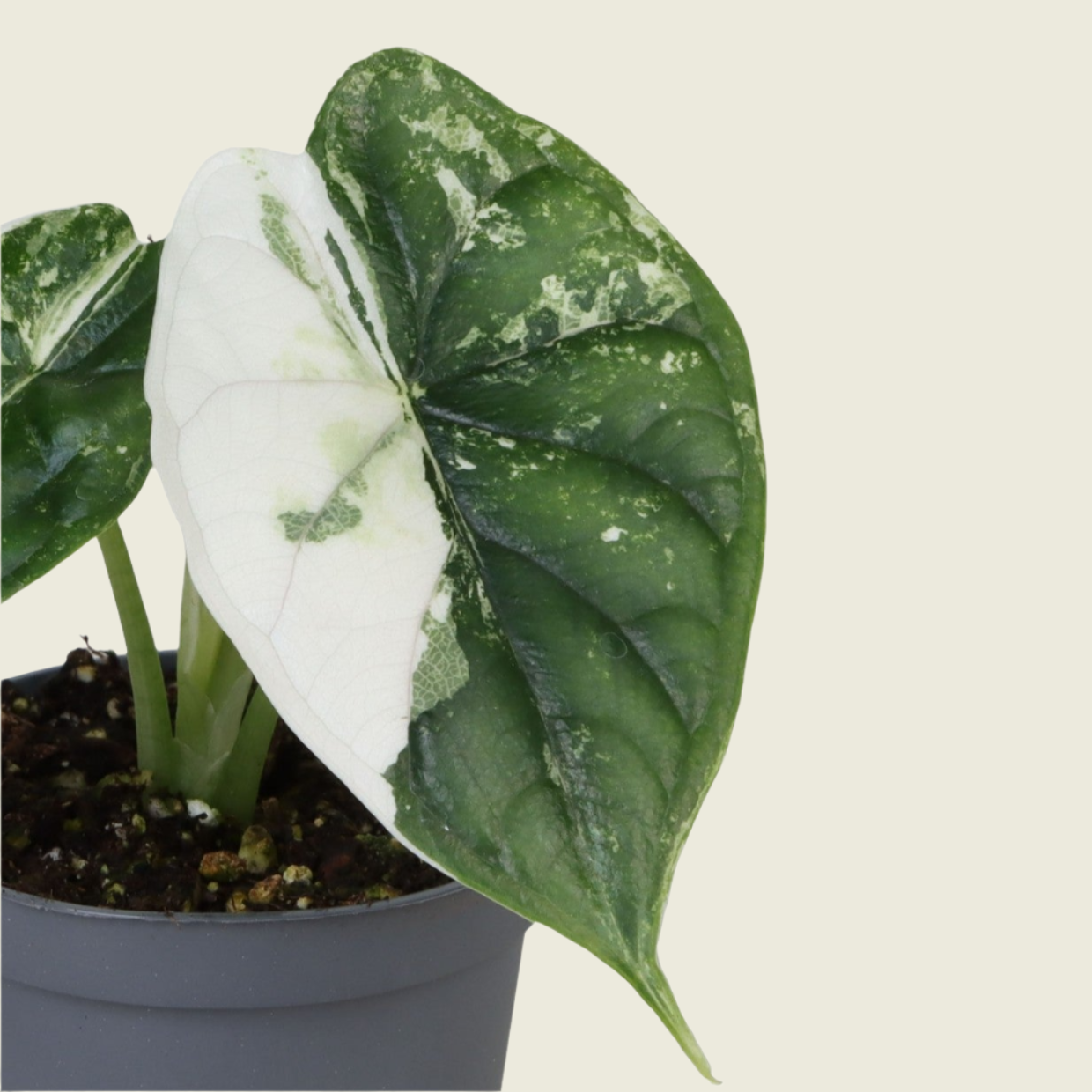 Alocasia Baginda 'Dragon Scale' Albo Variegated