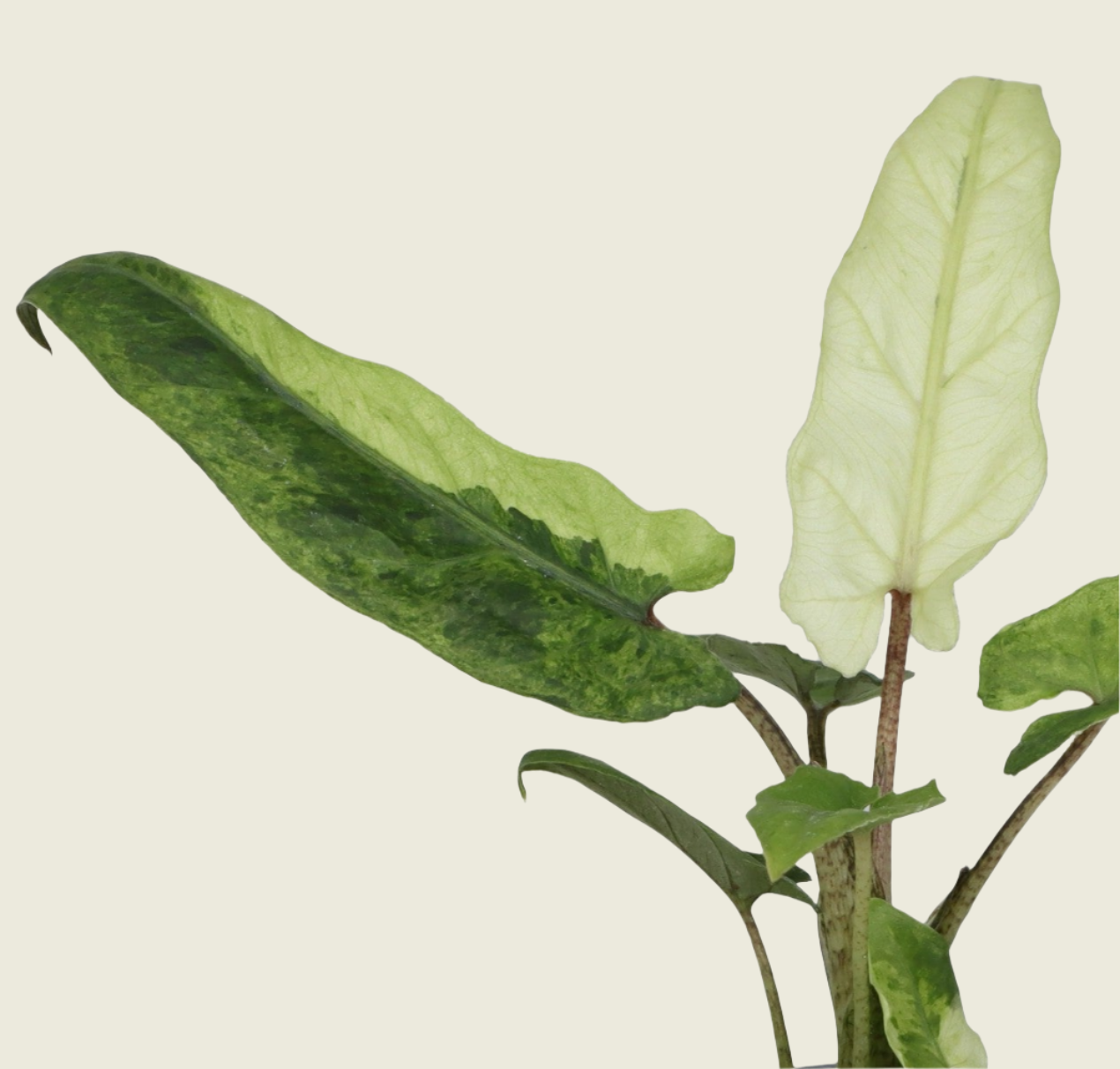 Baby Alocasia Lauterbachiana Variegata