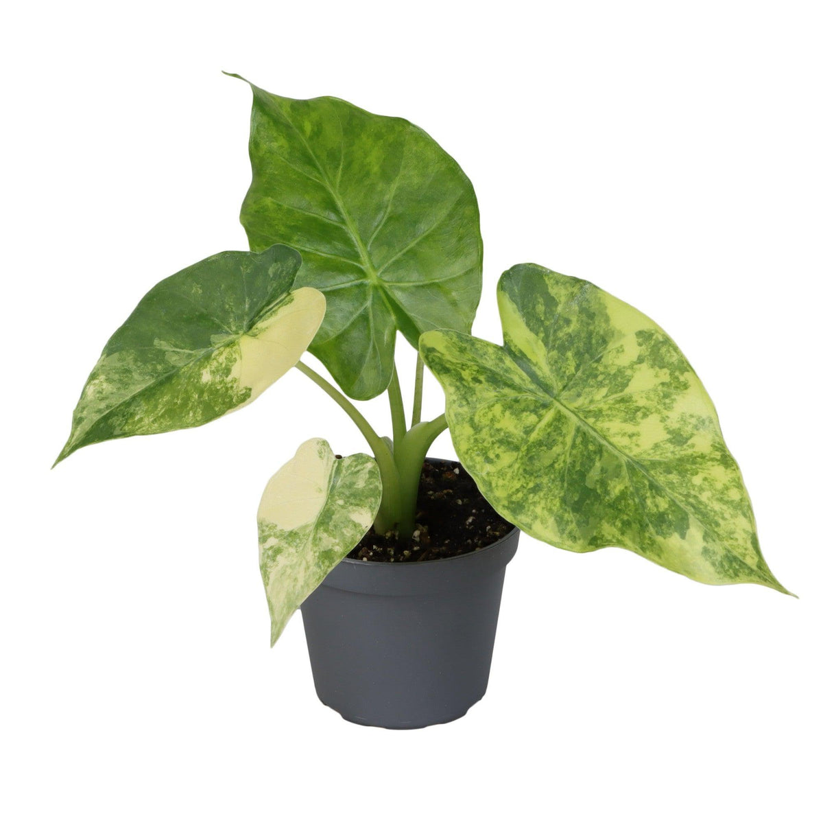 Alocasia Macrorrhizos Variegata Aurea 