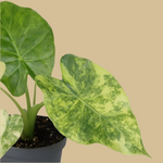 Alocasia Macrorrhizos Variegata Aurea