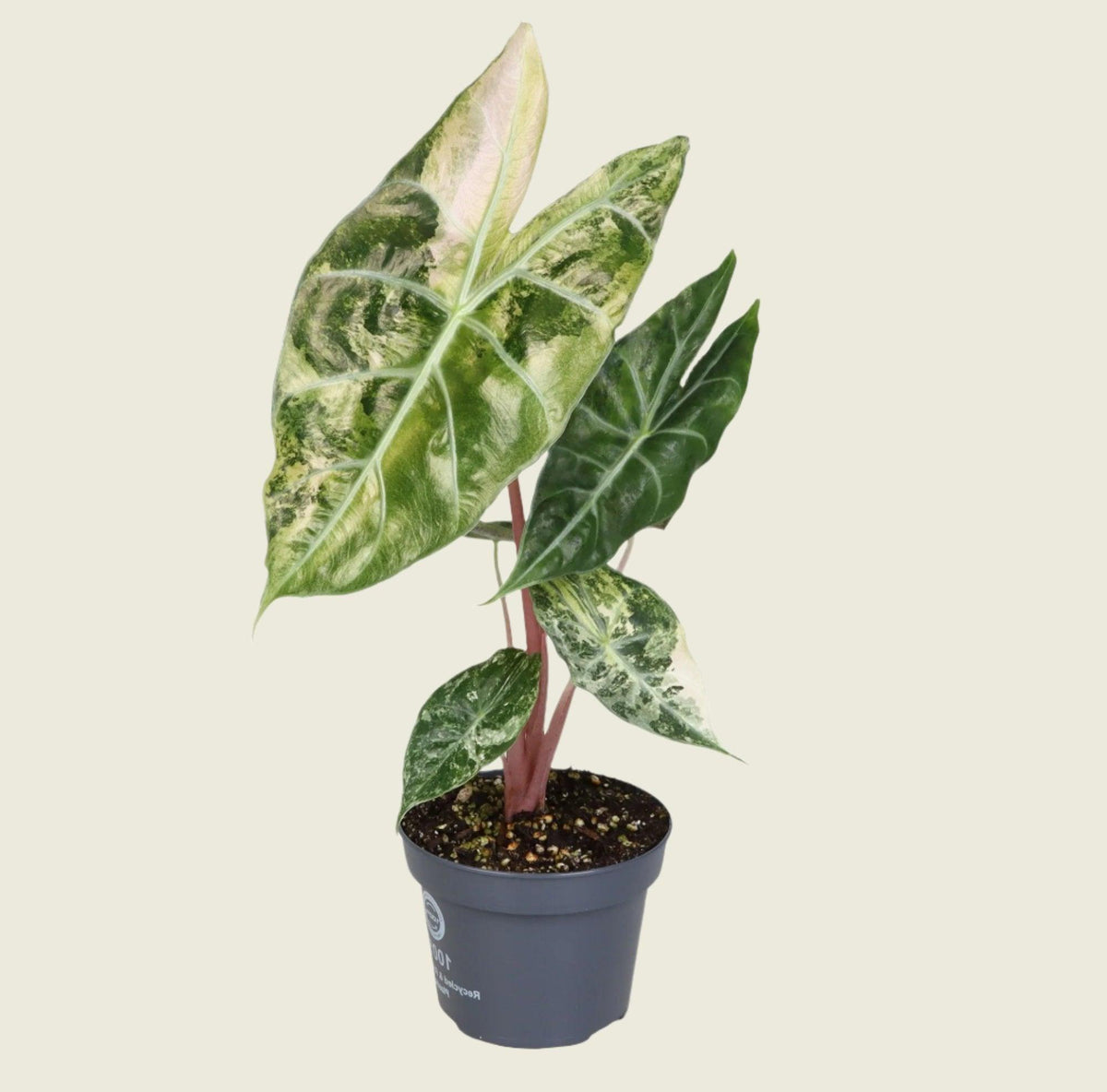 Alocasia 'Pink Dragon' Nairobi Nights Variegated M -  Plant Circle.