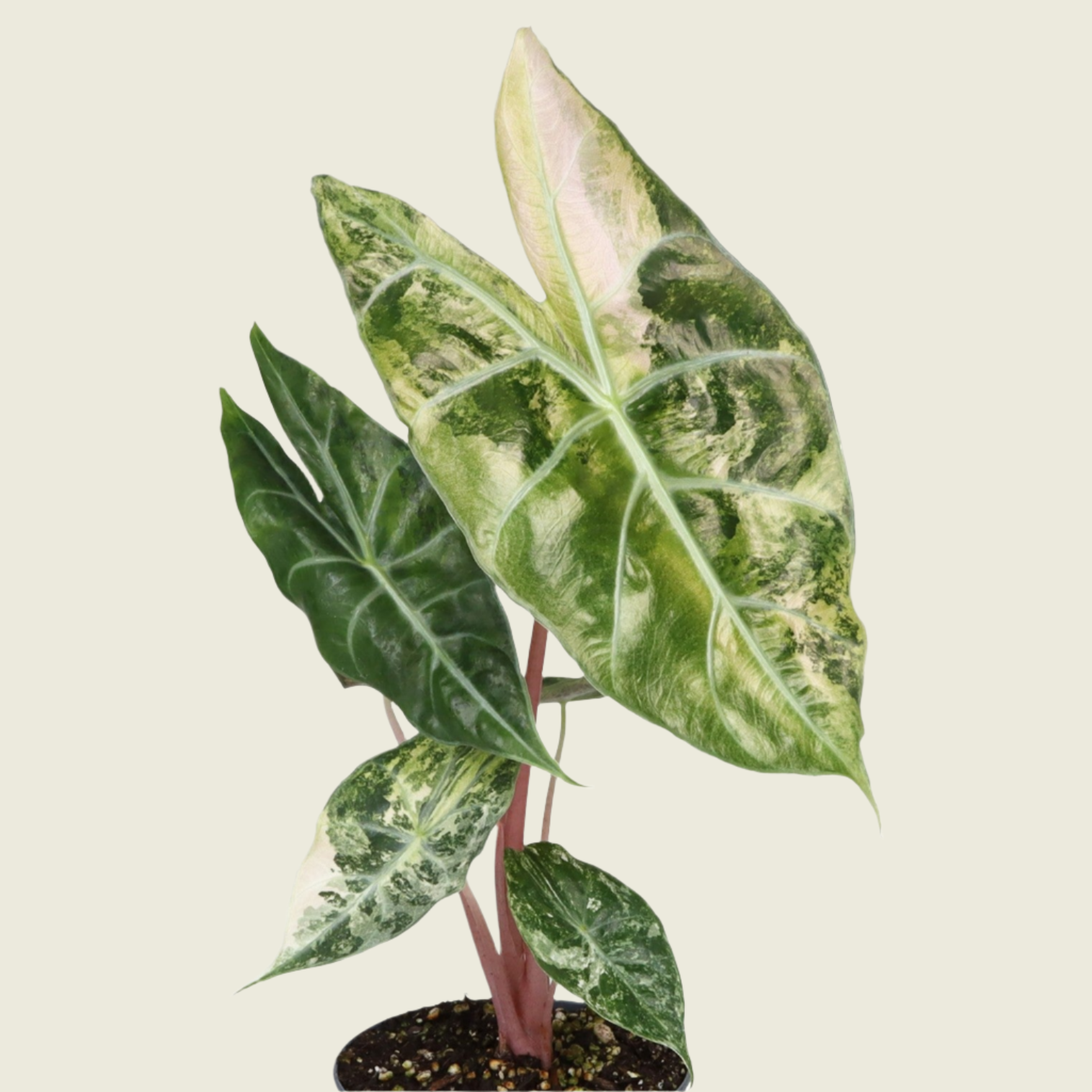 Alocasia 'Pink Dragon' Nairobi Nights Variegated