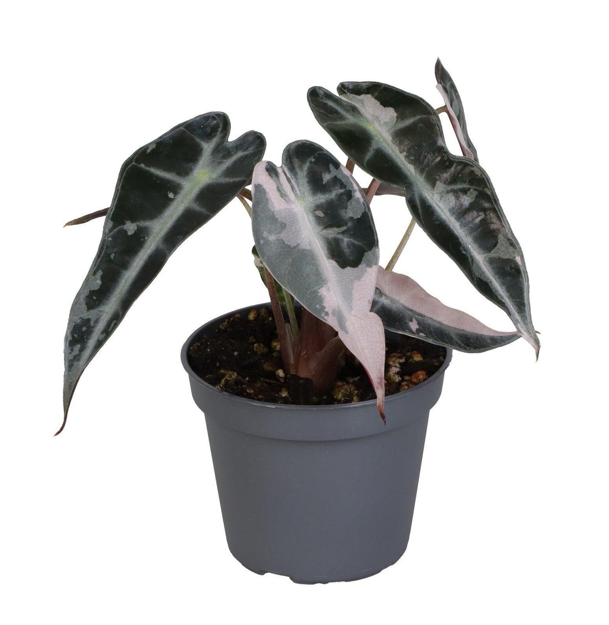 Alocasia 'Curly Bambino' Pink Variegata Baby -  Plant Circle.