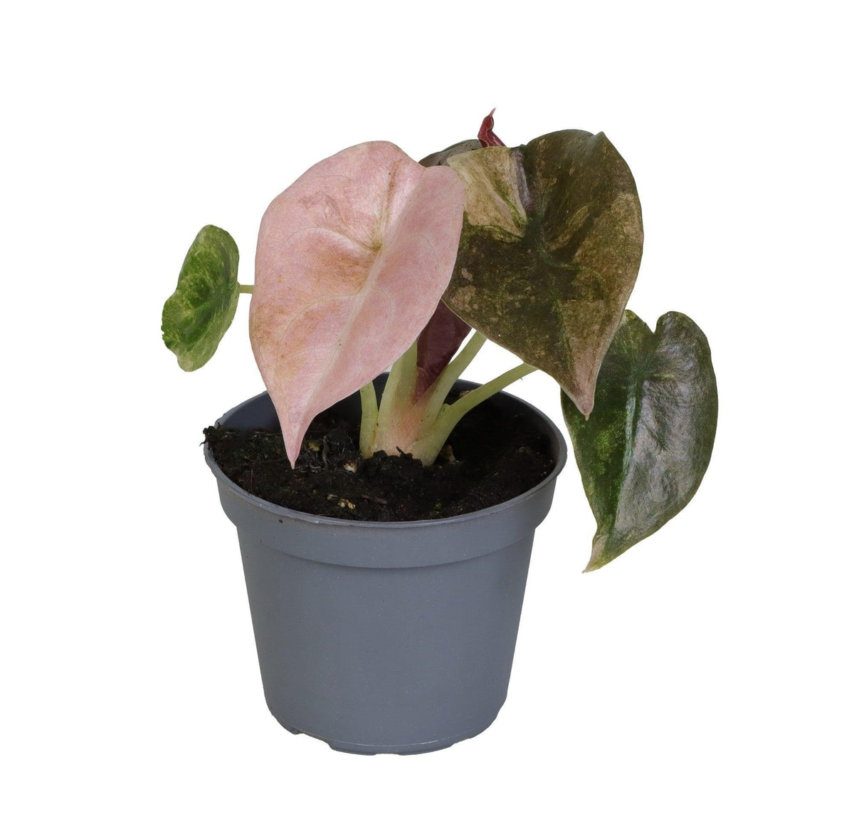 Baby Alocasia Cuprea 'Red Secret' Variegated -  Plant Circle.