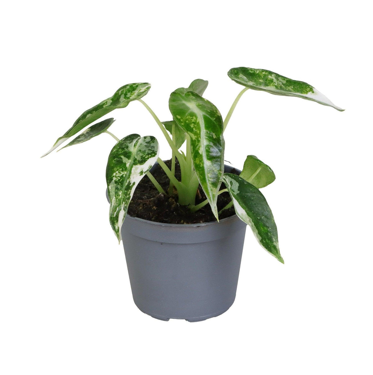 Alocasia 'Curly Bambino' albo variegata baby -  Plant Circle.