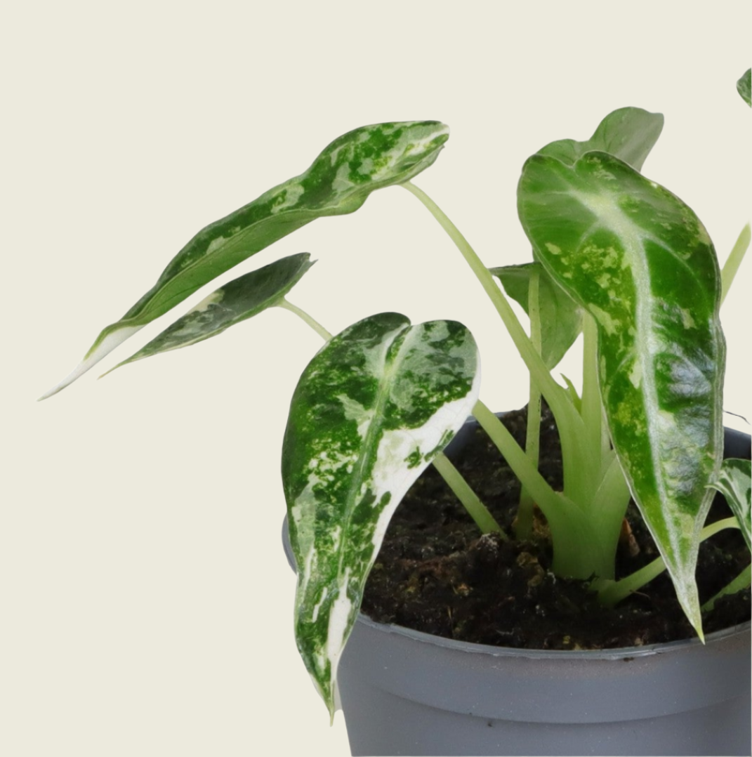 Baby Alocasia Bambino Green Variegata