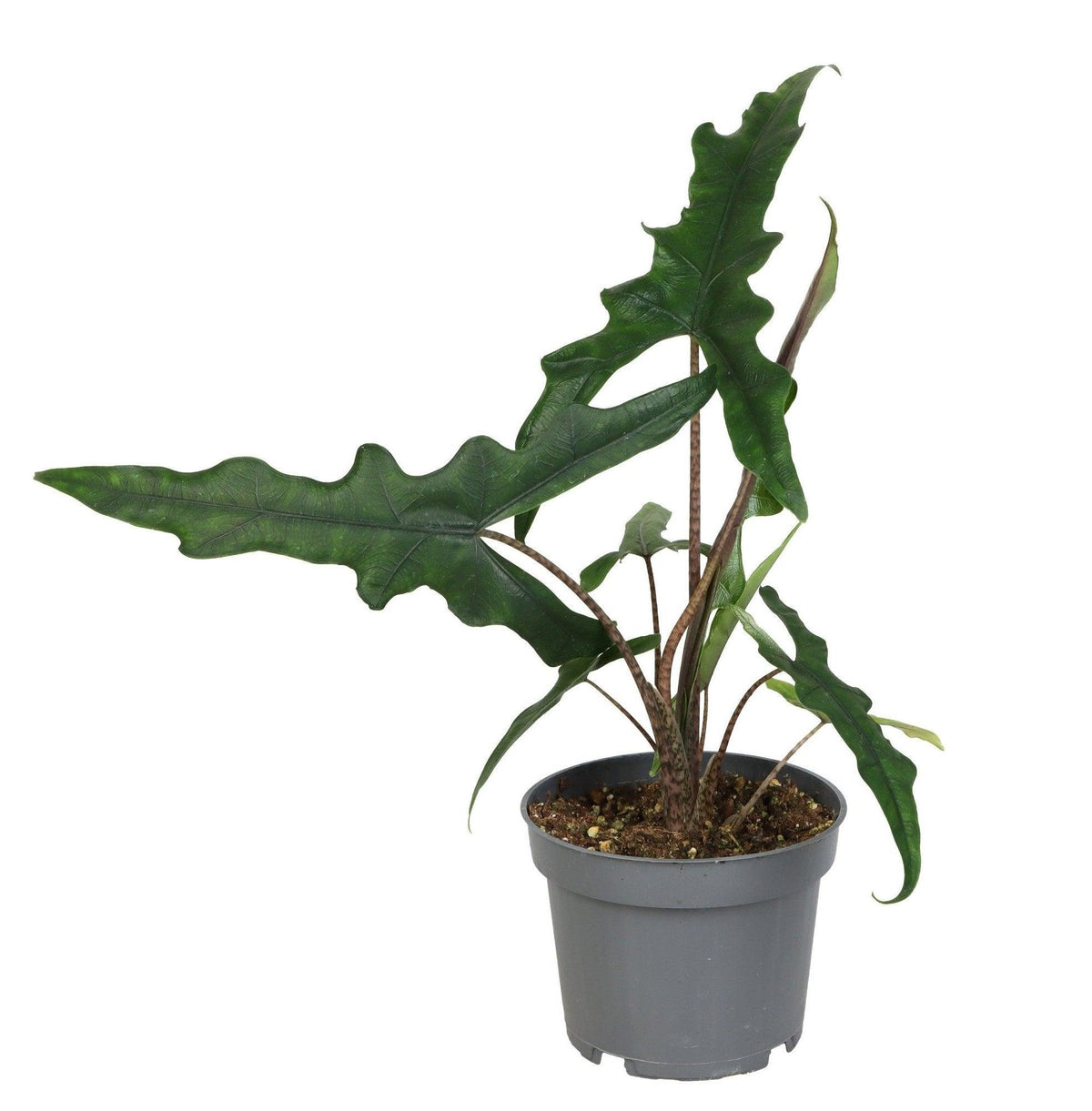 Alocasia sp. Sulawesi 'Sabrina Narrow' -  Plant Circle.
