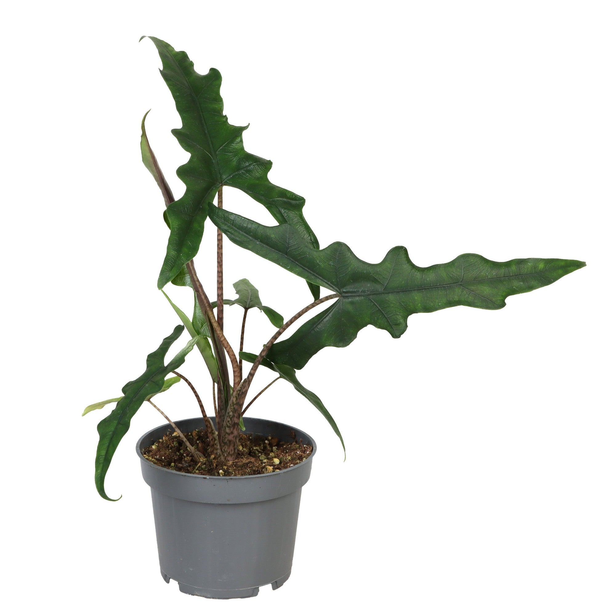 Alocasia sp. Sulawesi 'Sabrina Narrow'