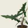 Alocasia sp. Sulawesi 'Sabrina Narrow'