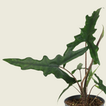 Alocasia sp. Sulawesi 'Sabrina Narrow'