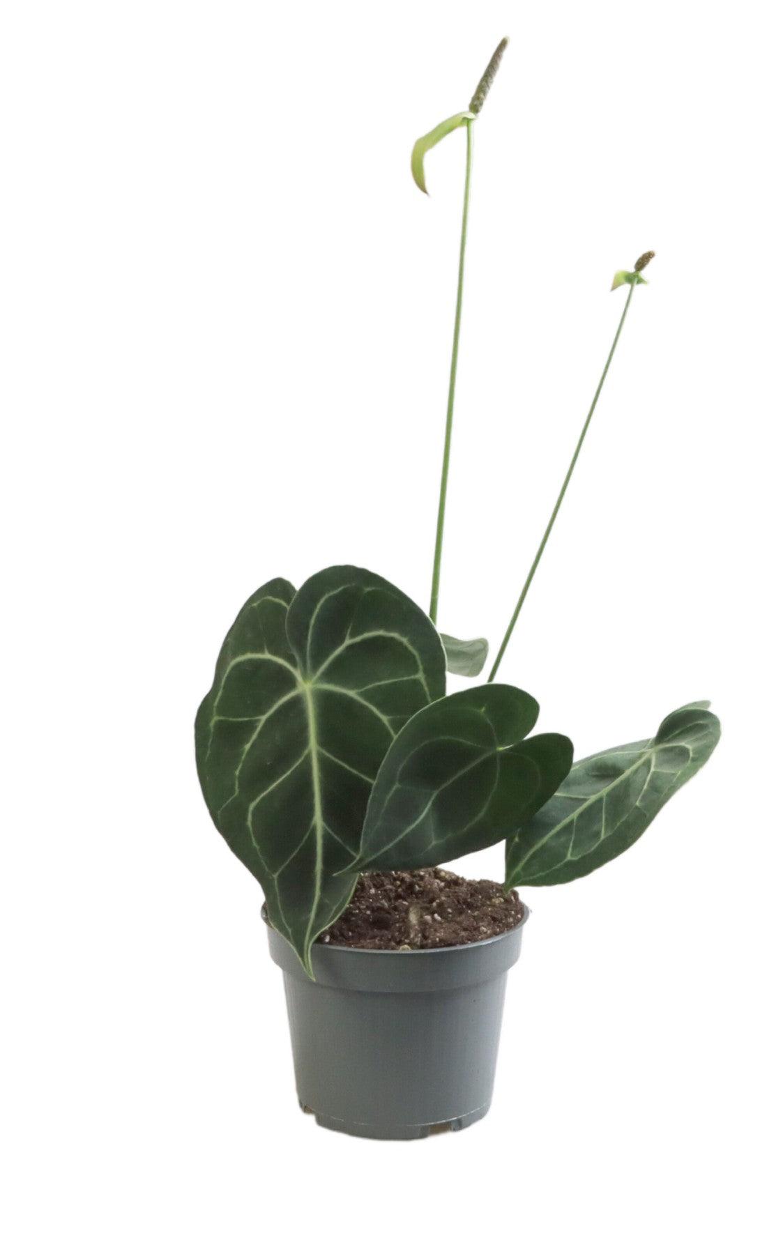 Anthurium Clarinervium M – Medium, Approx. 25.0cm height – 12.0cm Pot 2