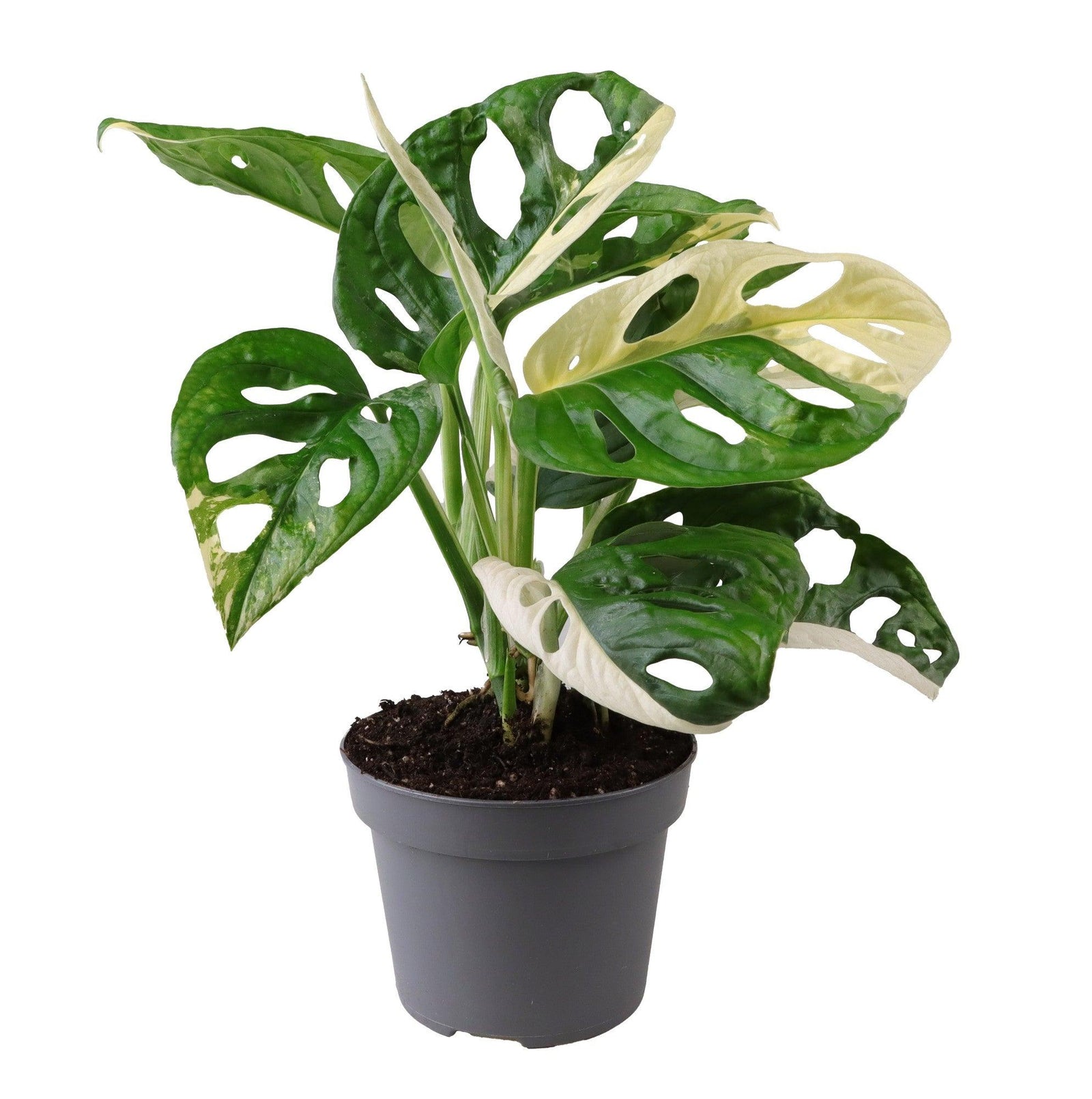 Monstera Adansonii Variegata – Medium, Approx. 25.0cm height – 12.0cm Pot 3