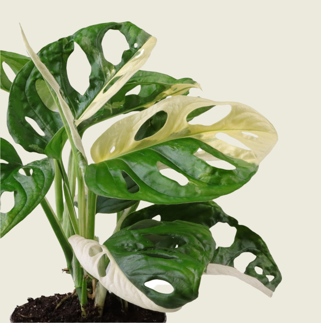 Monstera Adansonii Variegata