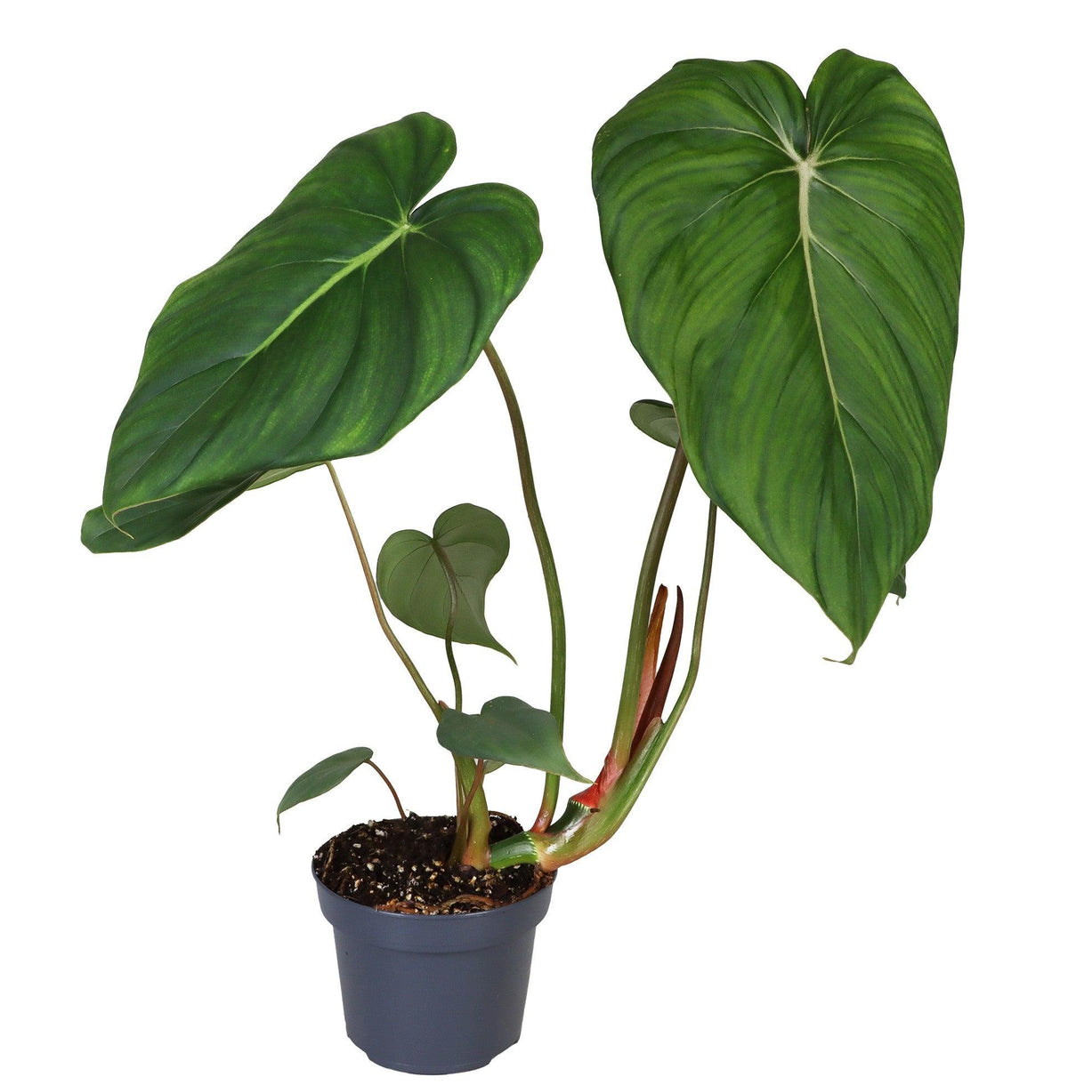 Philodendron 'Dean McDowell' (gloriosum x pastazanum) – Medium, Approx. 28.0cm height – 12.0cm Pot 2