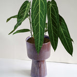 Anthurium Warocqueanum (Queen Anthurium) XL