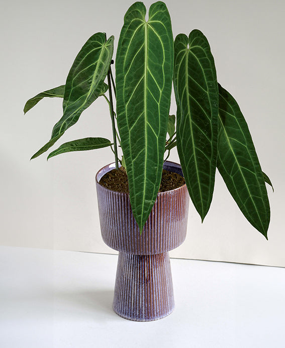 Anthurium Warocqueanum (Queen Anthurium) XL