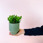 Medium Crassula ‘Magical Tree’ jade plant held in hand, showing scale and compact, lush growth.
