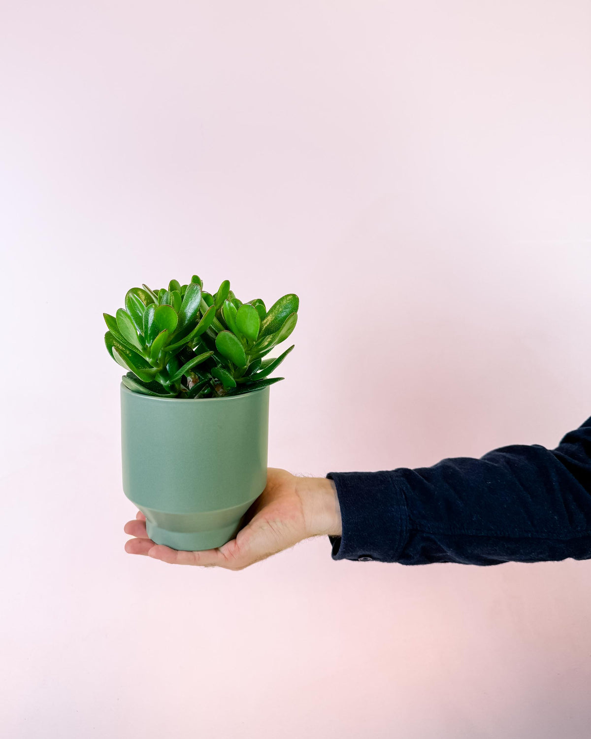 Medium Crassula ‘Magical Tree’ jade plant held in hand, showing scale and compact, lush growth.
