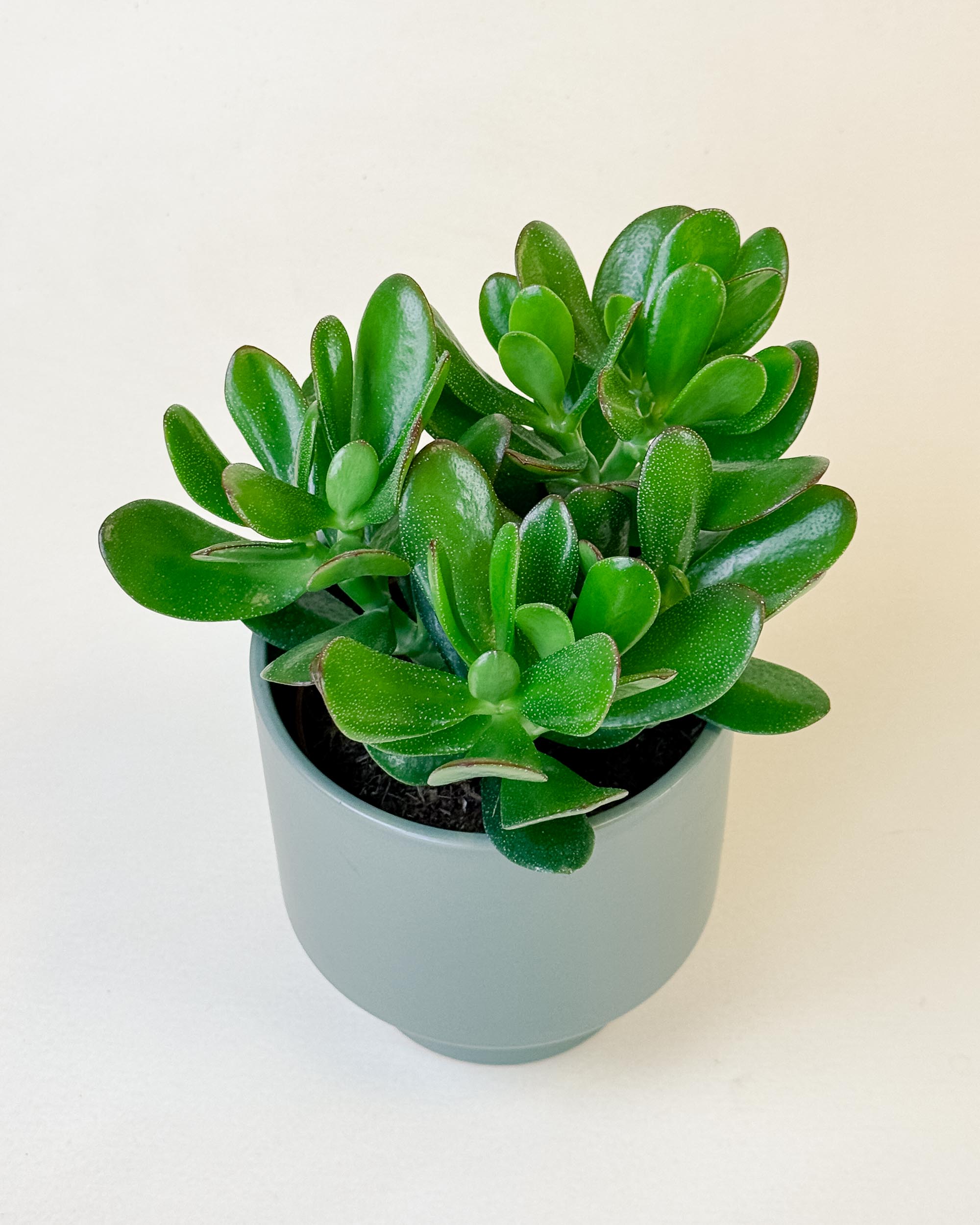 Side view of medium Crassula ‘Magical Tree’ jade plant in modern green planter with full foliage.
