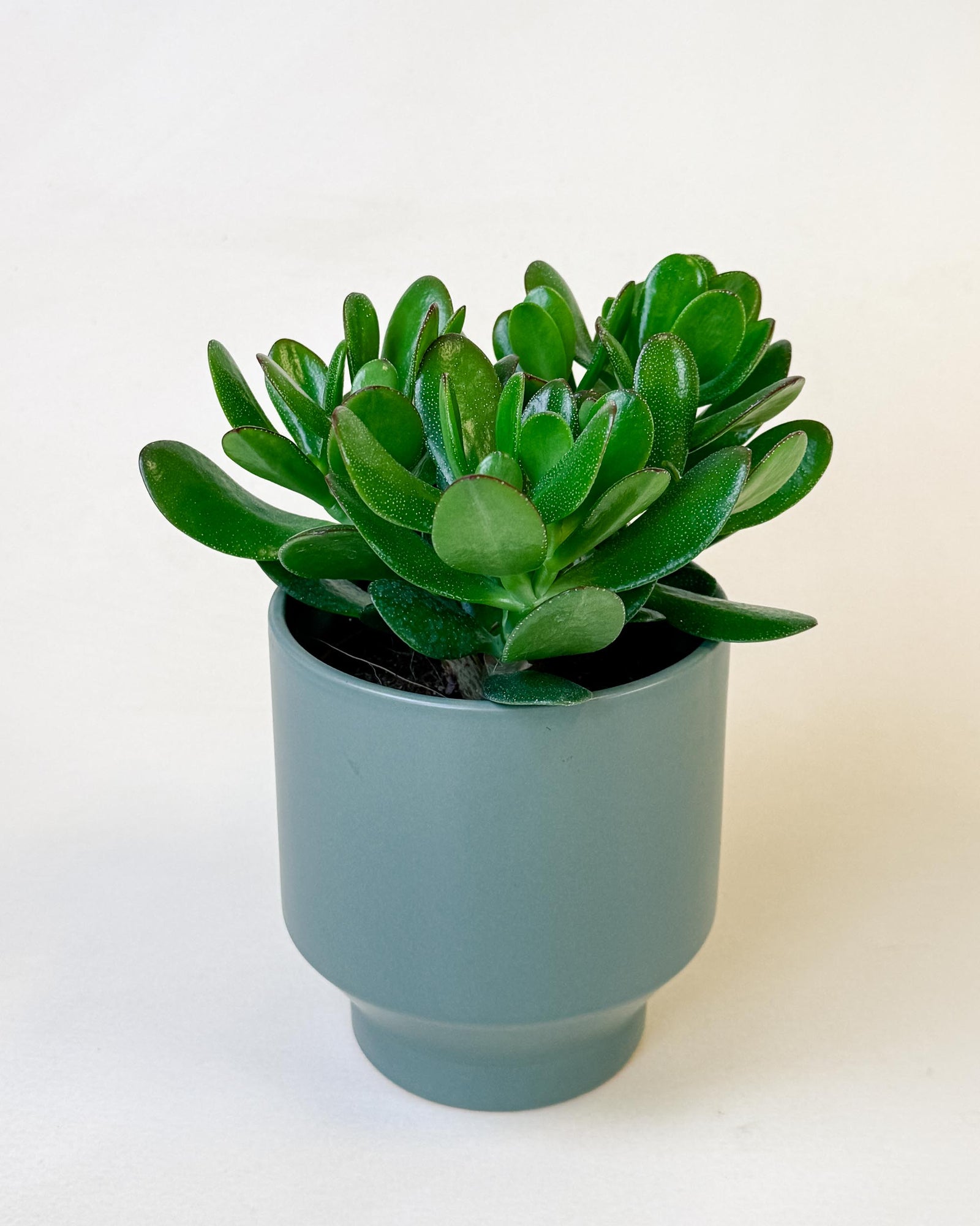 Side view of medium Crassula ‘Magical Tree’ jade plant in modern green planter with full foliage.
