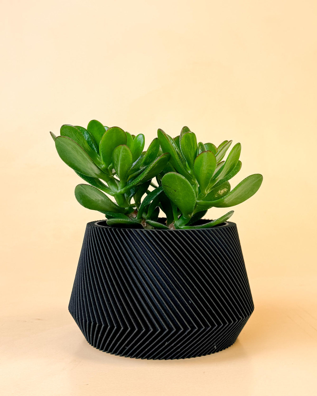 Crassula ovata ‘Magical Tree’ medium plant in modern black pot with thick, glossy green succulent leaves.
