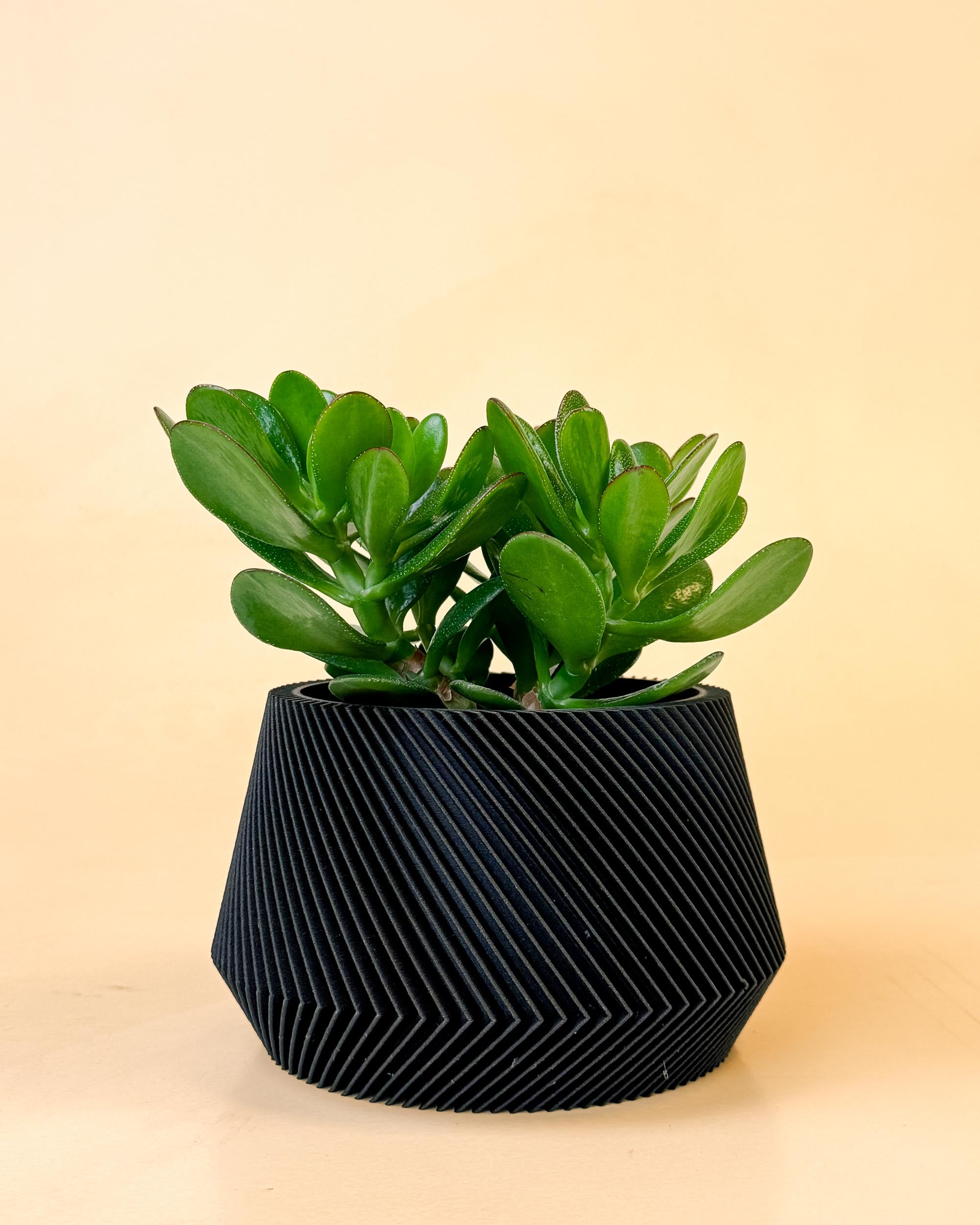 Crassula ovata ‘Magical Tree’ medium plant in modern black pot with thick, glossy green succulent leaves.
