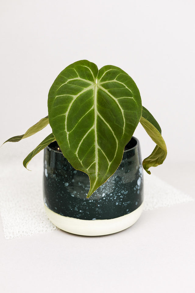 Anthurium Magnificum