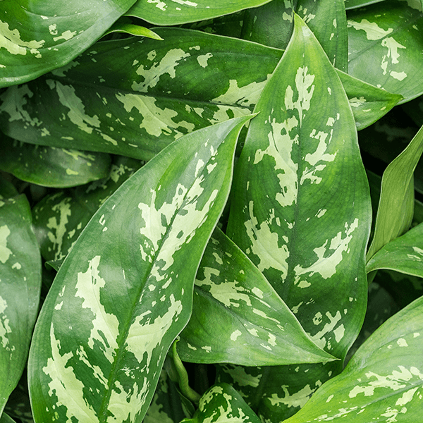 Aglaonema 'Maria' Medium -  Plant Circle.