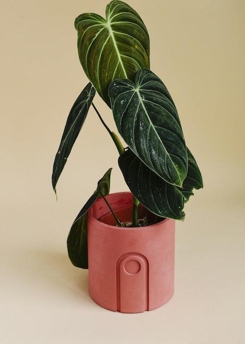 Exclusive Plant Bundle: Four Exquisite Houseplants at an Incredible Value! by Plant Circle -  Plant Circle.