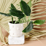 Monstera_1