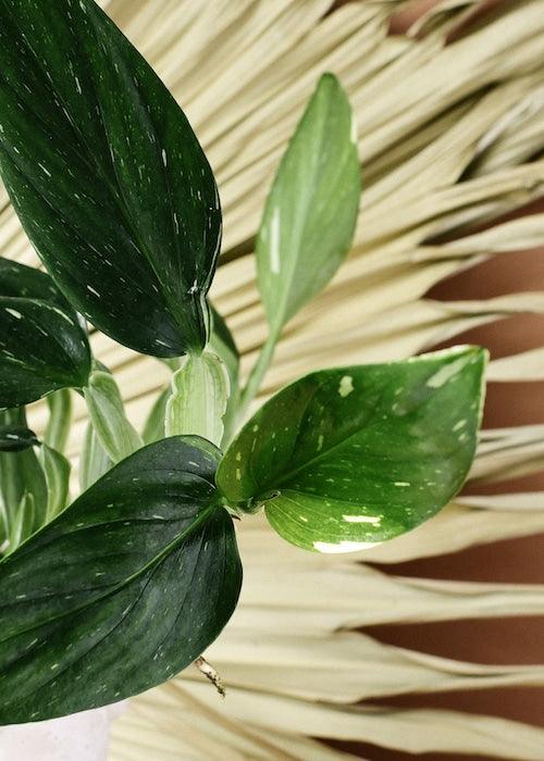 Monstera standleyana Variegata