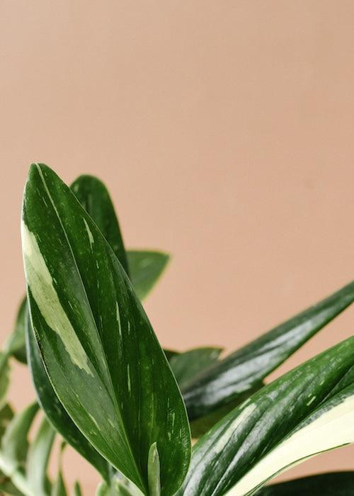 Monstera standleyana Variegata