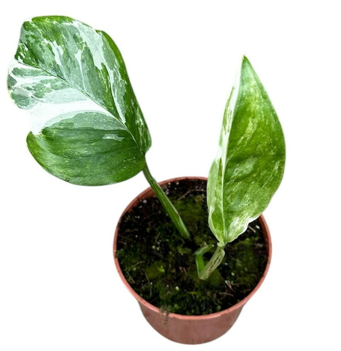 Monstera Lechleriana Variegata Small -  Plant Circle.