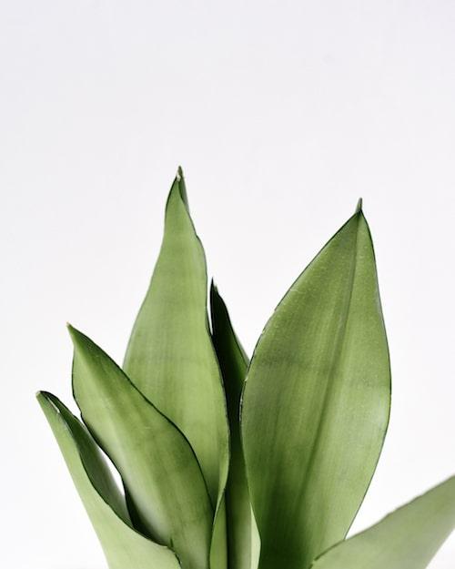 Healthy Dracaena (Sansevieria) Moonshine by Plant Circle. A perfect dracaena (sansevieria) moonshine by plant circle for your indoor houseplant collection.