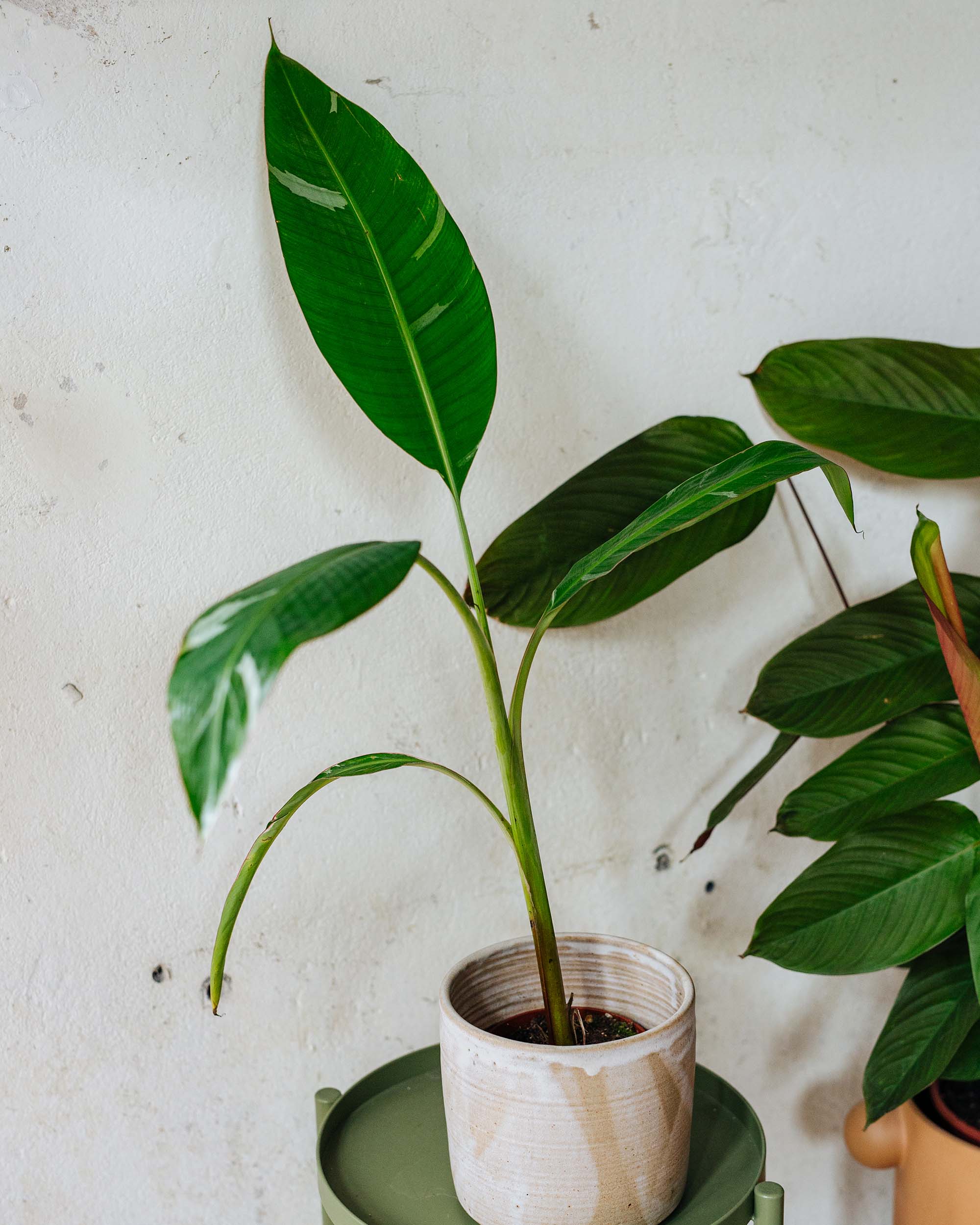 Healthy Musa × paradisiaca ‘Ae Ae’ Large plant in a light ceramic pot, showcasing beautiful green and white marbled foliage.
